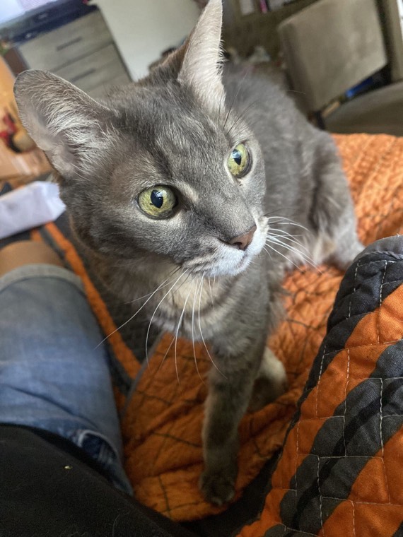 Erik's gray rescue cat